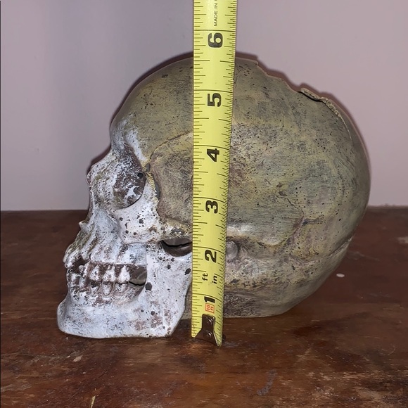 skeleton head - Picture 4 of 4